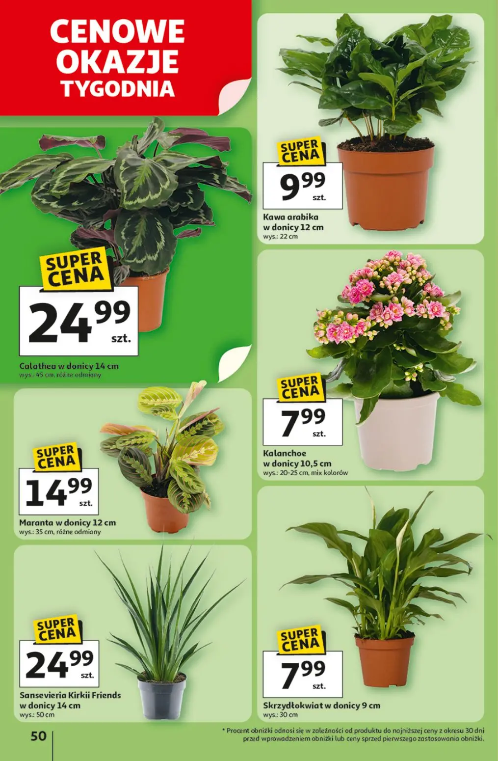auchan-55